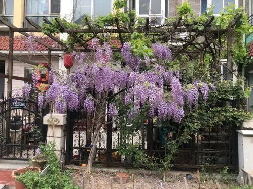 北方院子,适合种什么花 凌霄,紫藤都可以,耐低温花期长