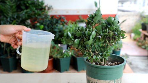 给花卉杀菌消毒,浓度控制不好 最适合新手的方法来啦