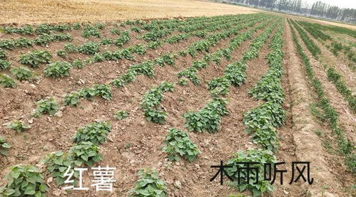 种植红薯,有利于红薯增产的4种药剂,来了解一下应用的方法