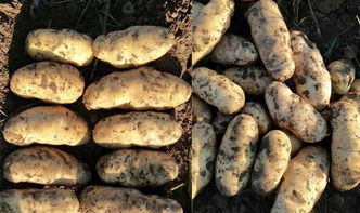 土豆高产施肥技术 土豆追肥用什么肥料好