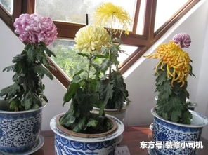 冬季里最耐寒的12种花卉,养得好花能一直开到过完年