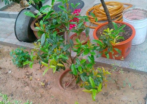 扦插桂花超简单,只需跟着3步走,成活率高,明年就能开花