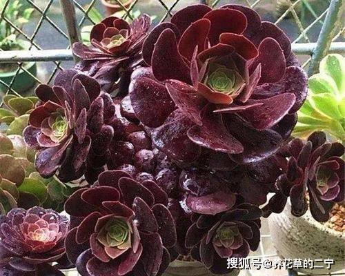 5种大型多肉,小盆养长不好,大盆种长满盆,个头比脸大 花盆 状态 养护 