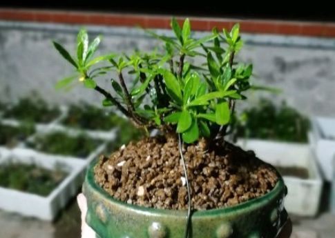 他养栀子花,从来不用土,只用一料就能开花不断