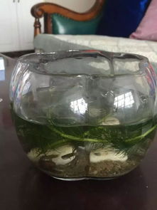 感受生态瓶之美,探索生态平衡之道
