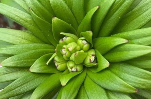 养花技巧 花的这个位置,千万别剪,小心再也不开花
