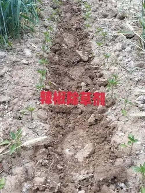辣椒地除草剂 辣椒 除草剂