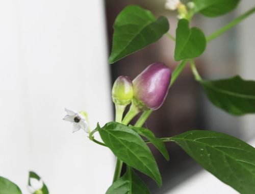 盆栽辣椒从播种到开花结果,栽培有几个关键点要注意