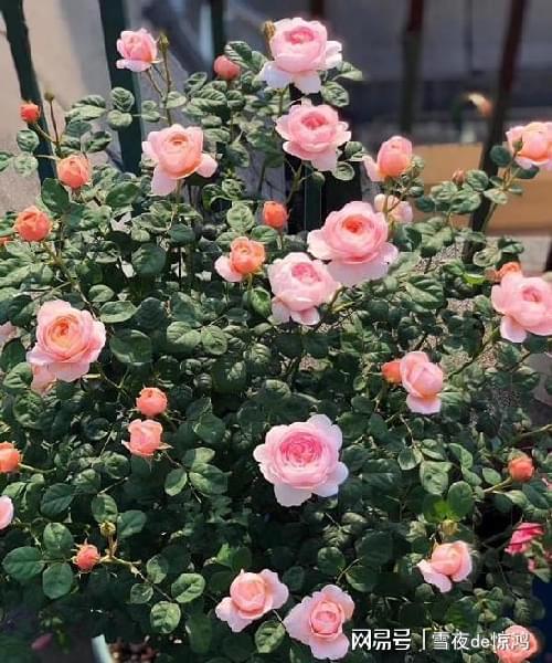 自带 仙气 的月季花,花型花色俱美,四季勤花,阳台盆栽也可以