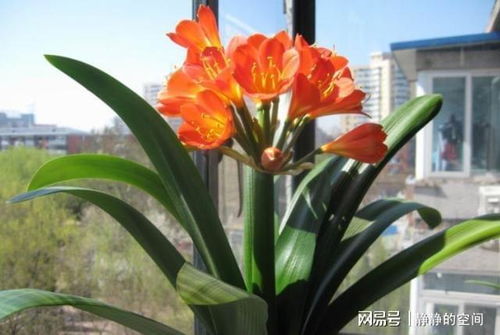 立秋以后,养君子兰满足4个条件,新叶花箭一起长,绽放层叠群花