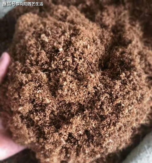 椰糠能养多肉吗 不建议用,保水性太强,养多肉很容易烂根