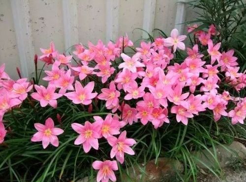 北方花园必养的6种花,花大花多花期长,而且好养又耐寒