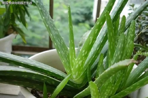 春天养棵芦荟,夏季不蚊子咬,用芦荟汁擦一擦,消肿又止痒