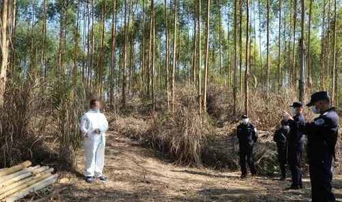 广西男子砍伐自包桉树林被刑拘 桉树有多毒 为何自家树不能砍