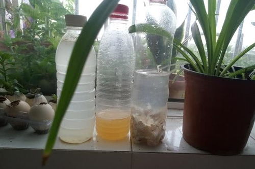 用这些垃圾自制的花肥,花儿吃了这些肥,打鸡血似的疯长,猛开花
