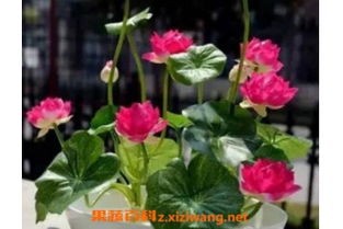 碗莲怎么养 碗莲的种植方法及注意事项
