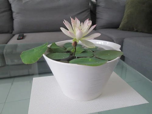 端午前特别适合种碗莲,网购注意别 中招 ,养开花真不难