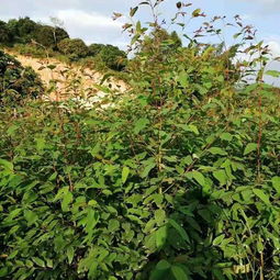 桉树苗批发采购 桉树苗供应 桉树苗价格 桉树苗批发网 惠农网