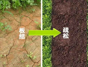 土壤板结危害大,但仍要施 肥 ,应该施那种肥料