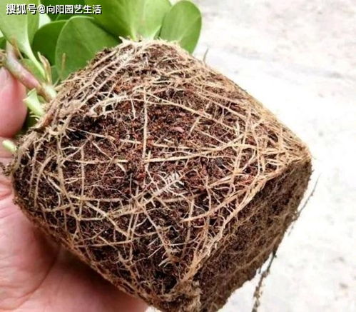 泥炭土不吸水怎么办
