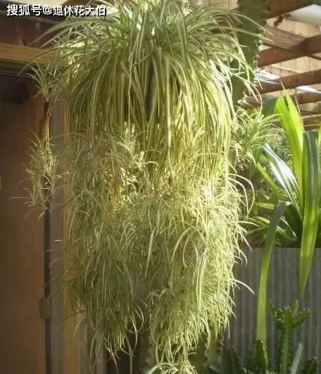 羊粪肥适合种植哪些植物