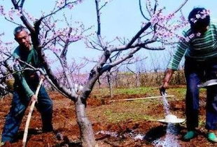 6月追肥关键期,要想果树长得好,光磷肥怎么够