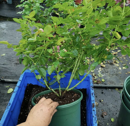 家里 7种花 长了大半年,把花盆里的土都 吸没了