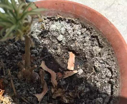 养花,你知道啥时候该换土吗 遇上4种情况,早动手早受益