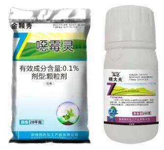 园林植保︱凤凰木根腐病的防治
