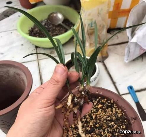 兰花长病斑 用点 草木灰 ,绿色又环保,兰花健壮色泽美