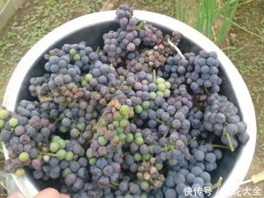 用苹果皮来沤肥,花喝了就长个,满盆都是油绿叶