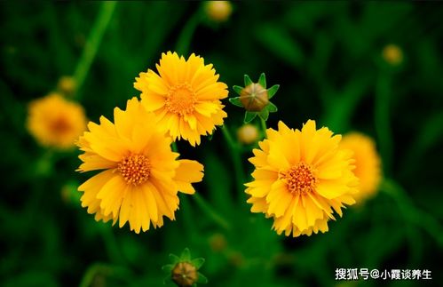 最深藏不露的生肖,实力不容小觑,不鸣则已,一鸣惊人 事情