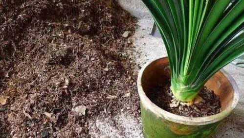 什么时候给盆栽花卉换土最好