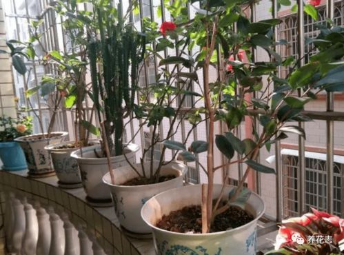 养花该不该买营养土 嫌贵自己配,不能少了这3样东西