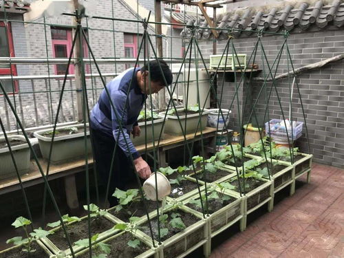 厨余垃圾 变 肥料 朝阳这个地区有独家秘笈
