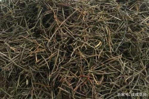 到底用什么土养花最合适 看看养花达人怎么说