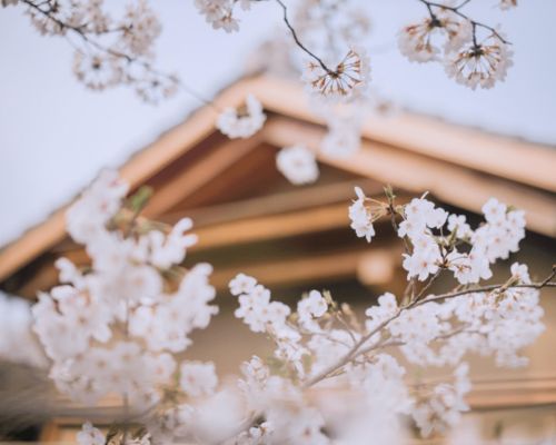 住在樱花里,拈花湾汉服樱花节招募免费旅行体验官