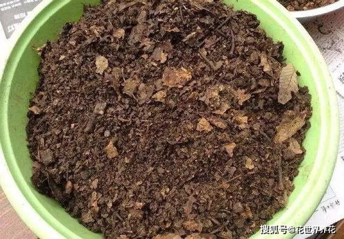 给虎皮兰换盆,一个小技巧,侧芽蹭蹭长,叶片长满 爆盆又开花