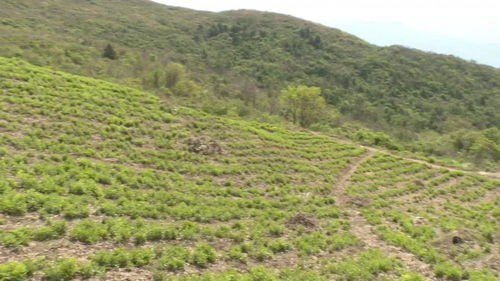 嵩山上种药材带领乡亲奔富路 这个地儿在哪儿