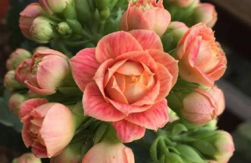适合秋天养的 10种花 ,好养易活,爱开花,室内室外都能养