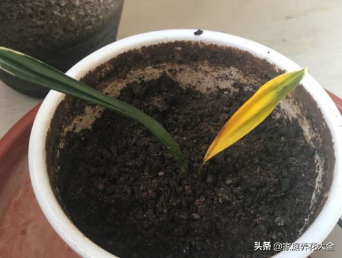 兰花只剩几片叶子了,5个步骤赶快做,小叶芽蹭蹭窜