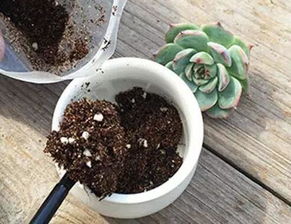 花盆土壤消毒用什么药 快来学几招花土快速消毒方法
