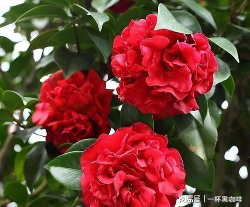 别养月季了,此花花期较长,抗寒耐旱好养活,适合新手