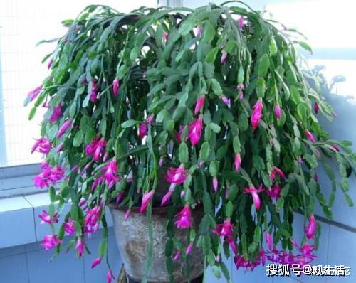 春天了,给蟹爪兰搬个家,蹭蹭开满花,长成花瀑布 光照
