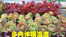 越贵的法师多肉越难养 刚哥的红覆轮锦度夏挂了好多,心疼啊