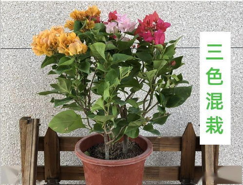 三角梅盆栽关键技术