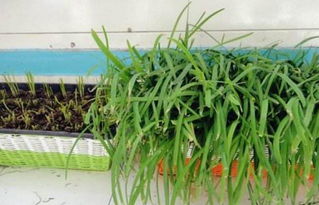 种韭菜用这小窍门,棵棵粗的像小葱,一年能割10茬