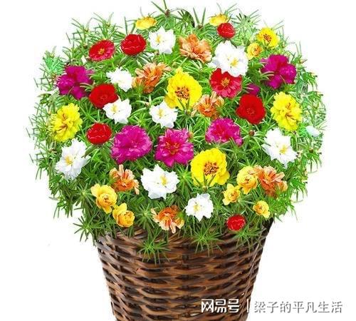 盆栽太阳花花期长,开花量大,如何给太阳花施肥