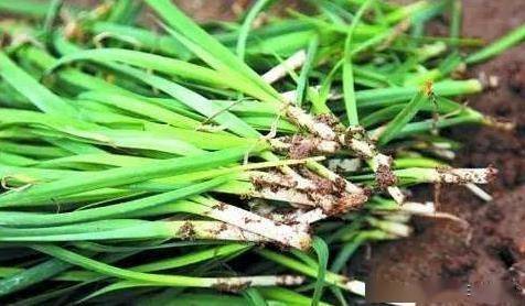 老农在收割韭菜后会撒一层草木灰,草木灰有啥用 看完叹老农智慧