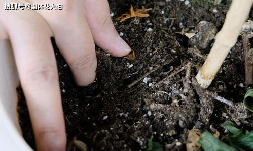 十月过半,养花照顾到这4方面,株苗休眠期照样轻松过秋冬